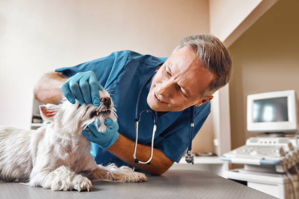  Wylie, TX Emergency Dentist Pros